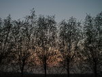 夕照柳