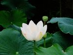 白莲青荷