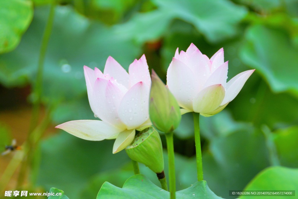 荷花