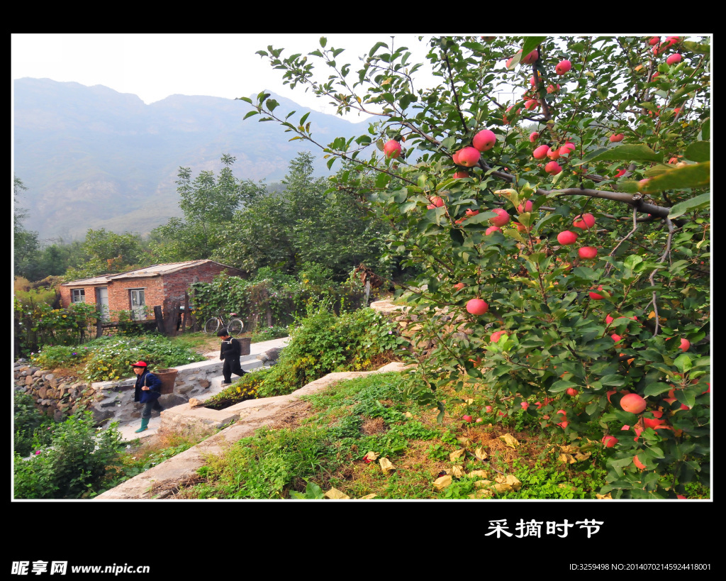 采摘时节