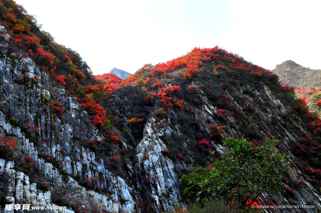 山林 枫叶红