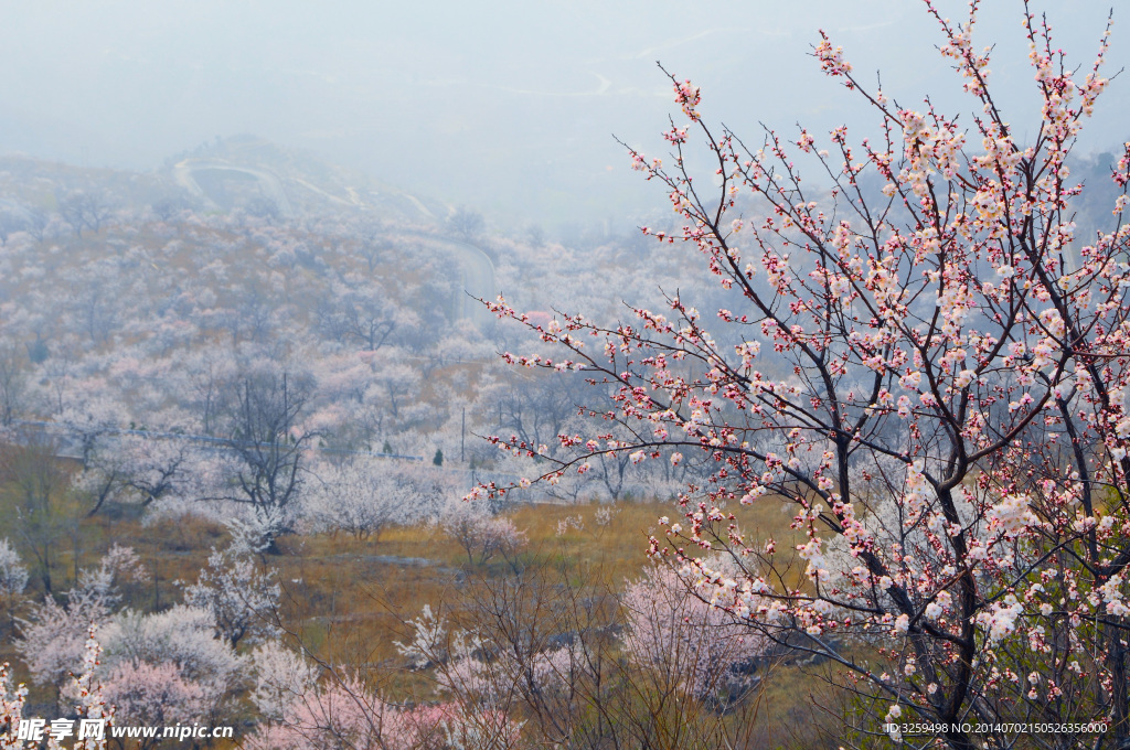 杏花 杏园 风景 摄影