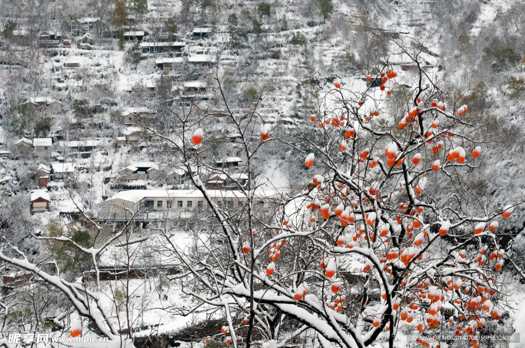 山村 雪 柿子