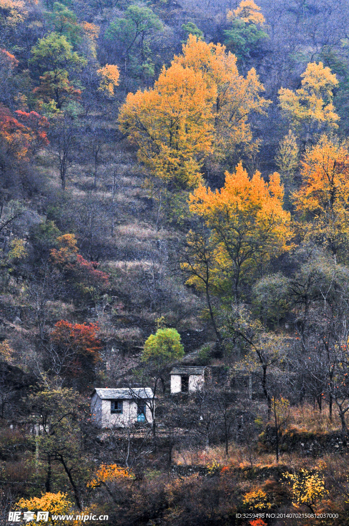 林中小屋 枫树 山林