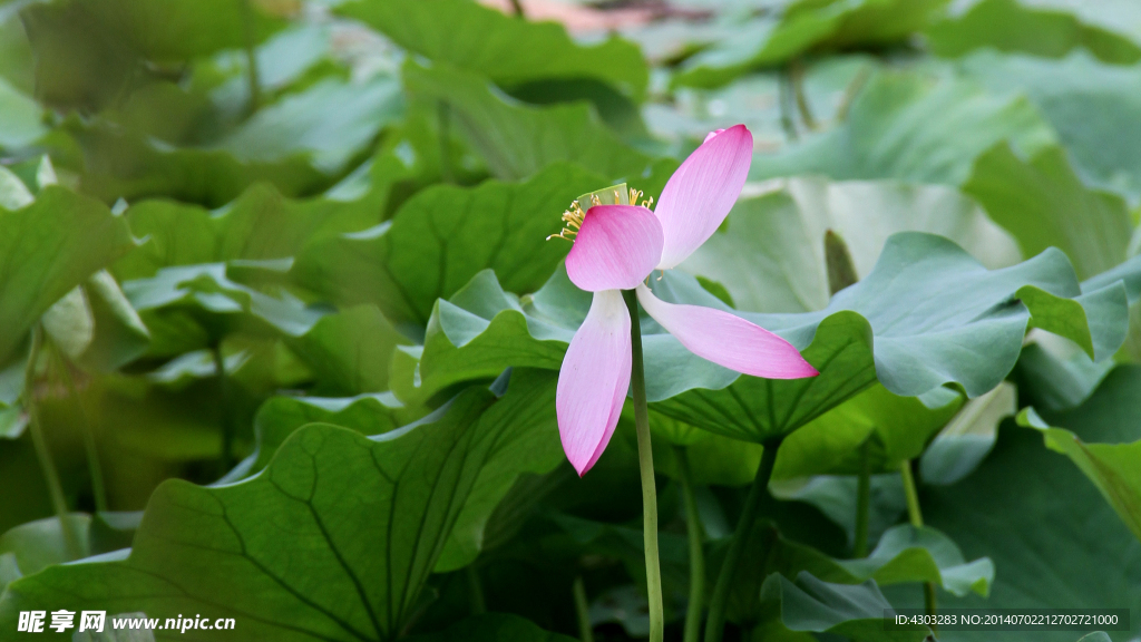 六月荷花