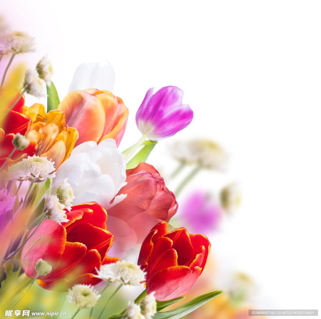郁金香