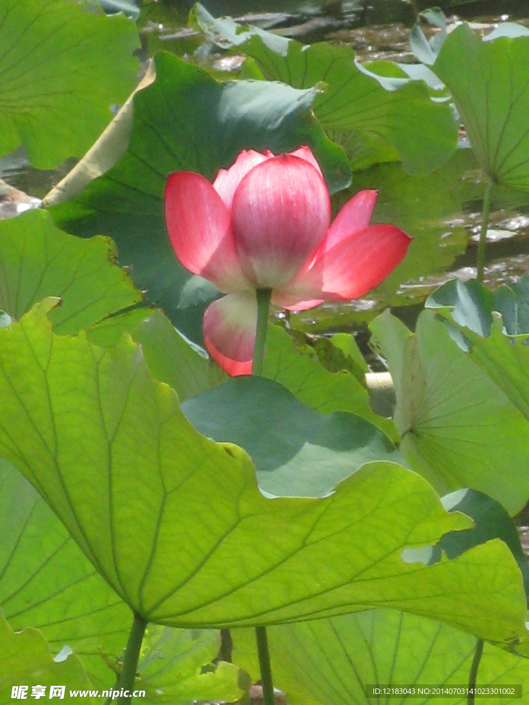 荷花