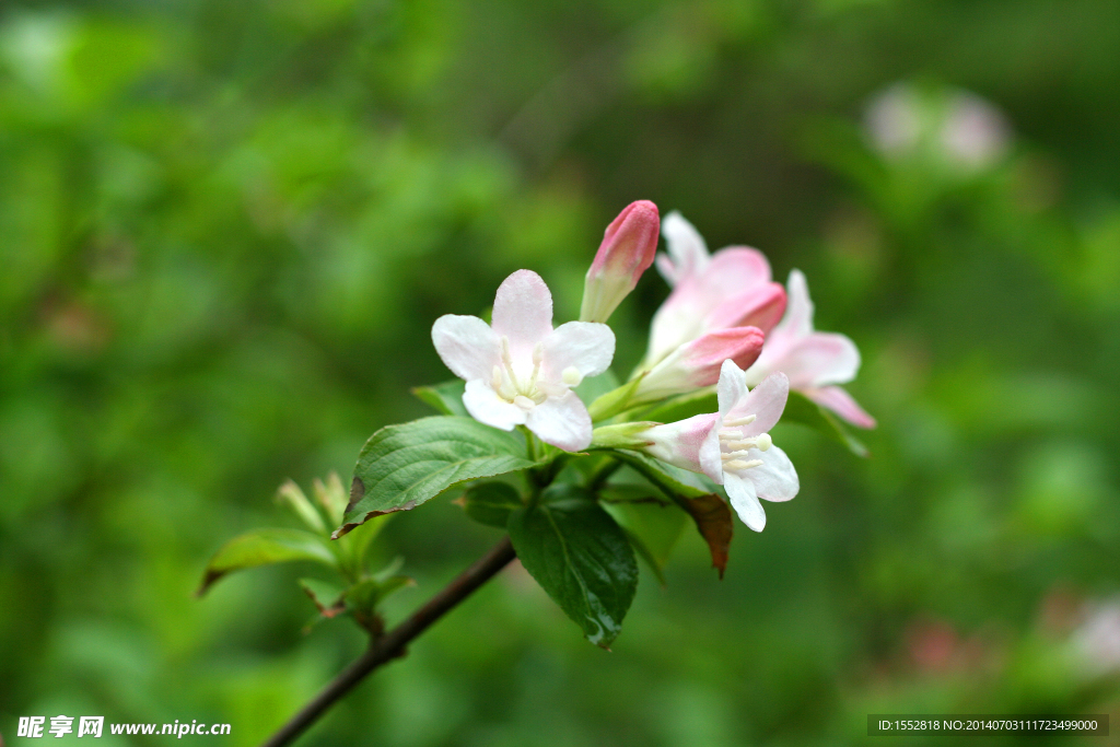 锦带花