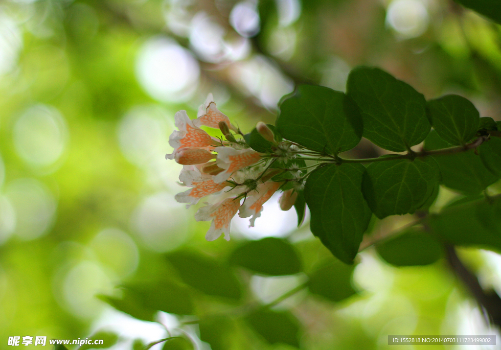 锦带花