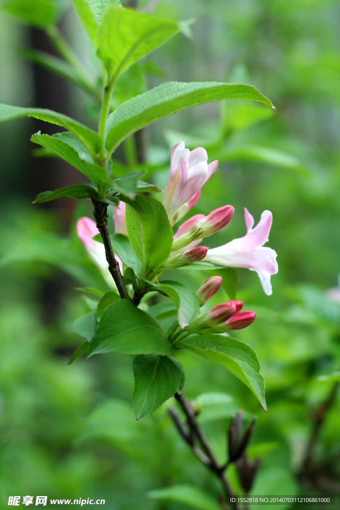 锦带花