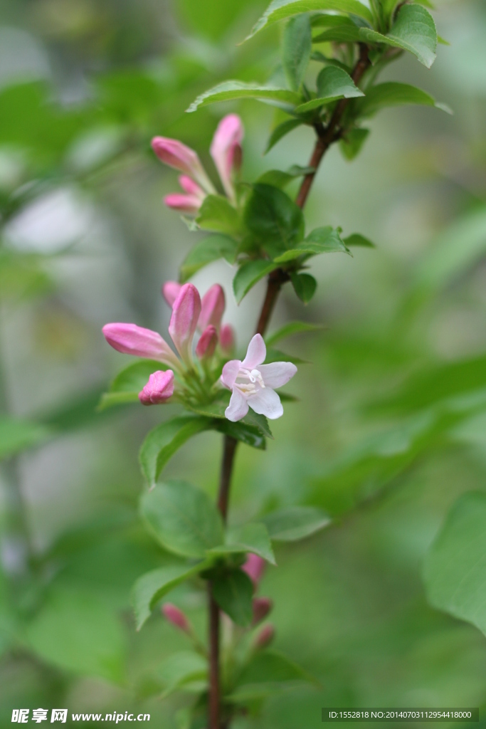 锦带花