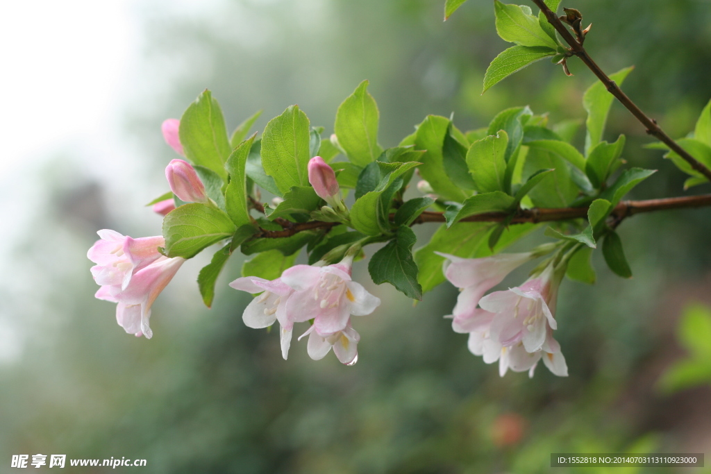 锦带花