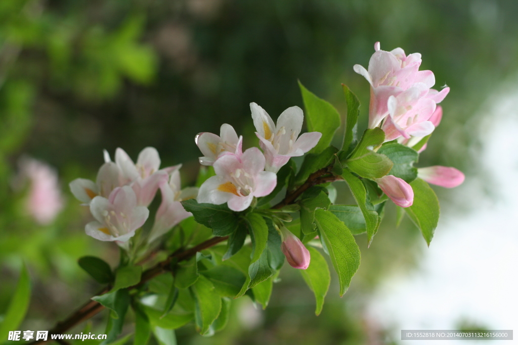 锦带花