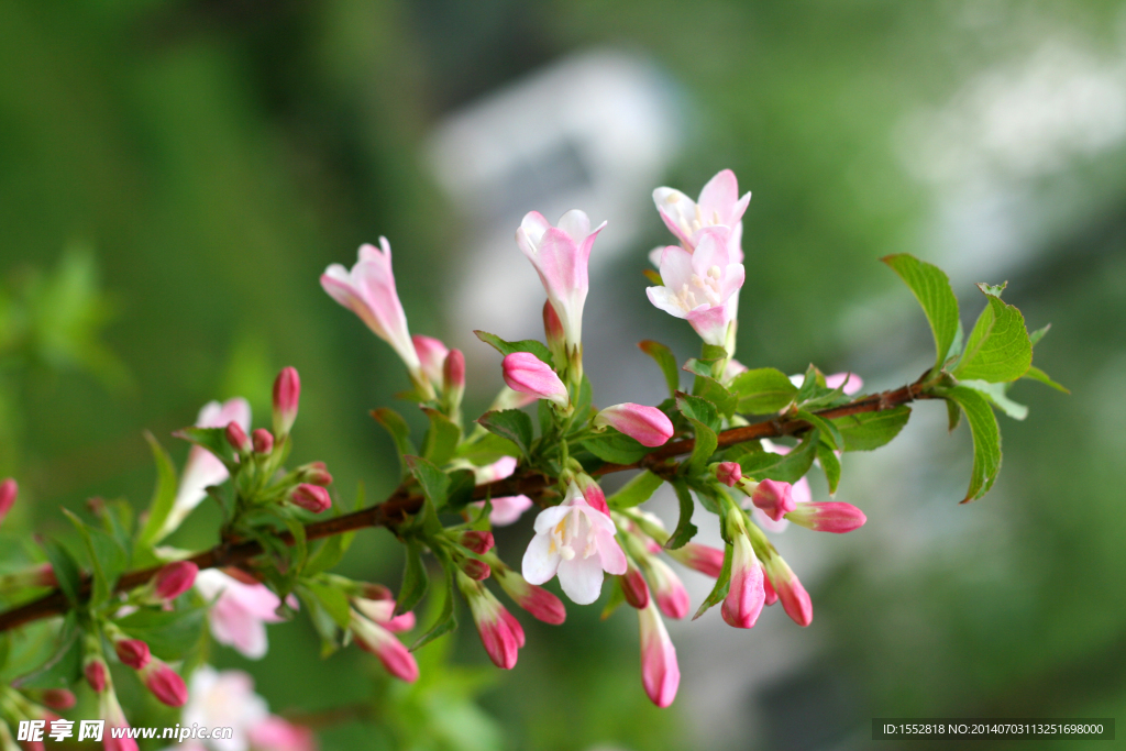 锦带花