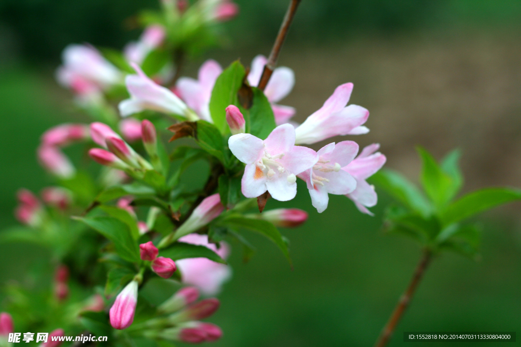 锦带花