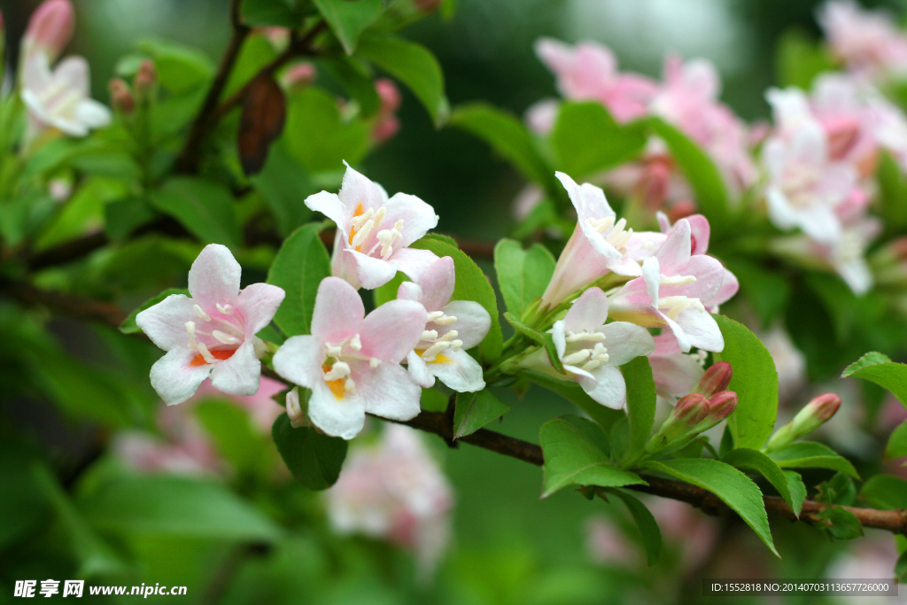 锦带花