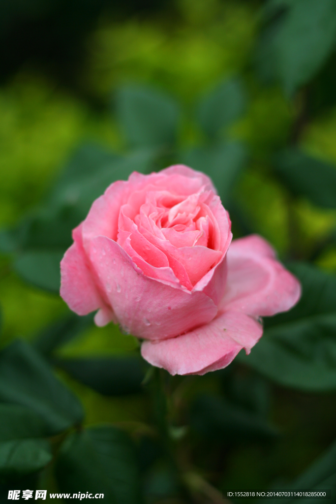 月季花