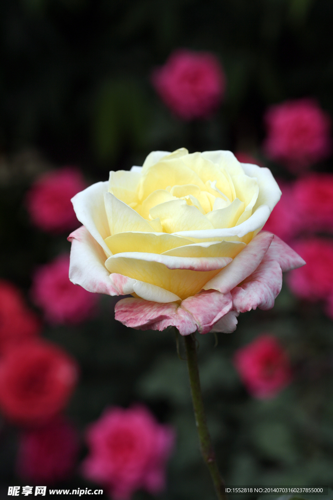 月季花