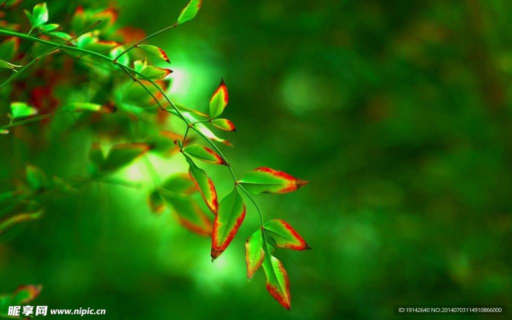 唯美植物