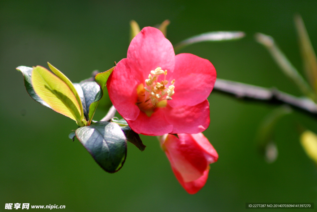 花