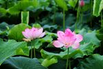 双莲花