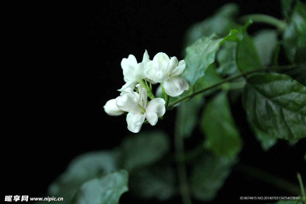 茉莉花