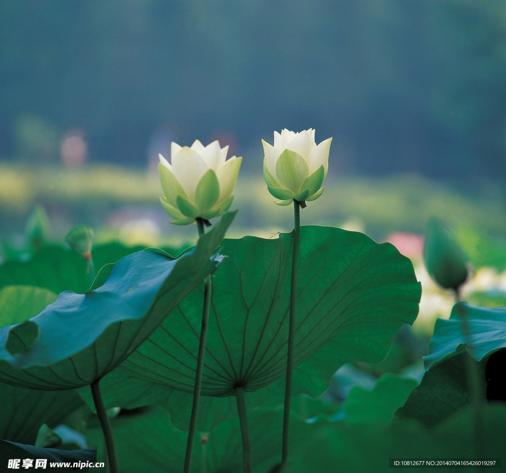 荷花