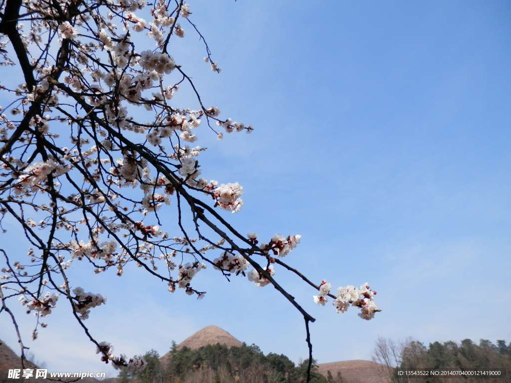桃花
