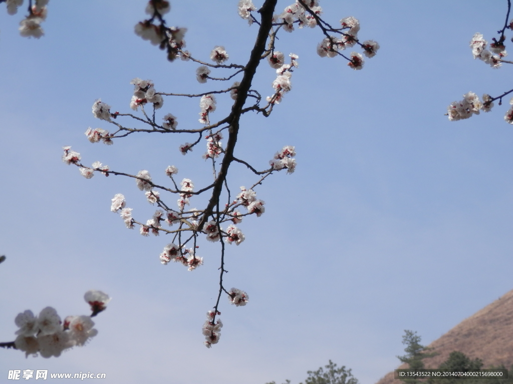 桃花