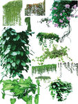 藤本植物