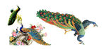 孔雀素材