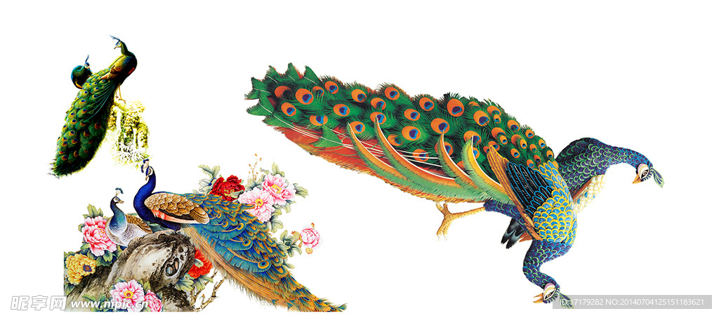 孔雀素材