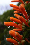 炮仗花
