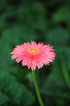非洲菊