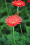 非洲菊