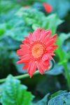 非洲菊