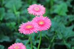 非洲菊