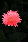 非洲菊
