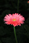 非洲菊