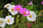 波斯菊