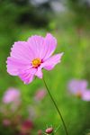 波斯菊