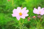 波斯菊