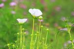 波斯菊