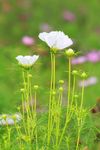 波斯菊