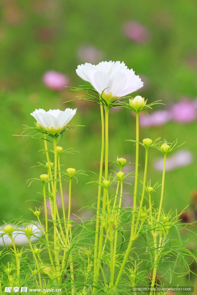 波斯菊