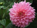 大丽菊
