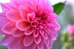 大丽菊