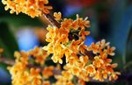 桂花