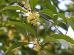 桂花