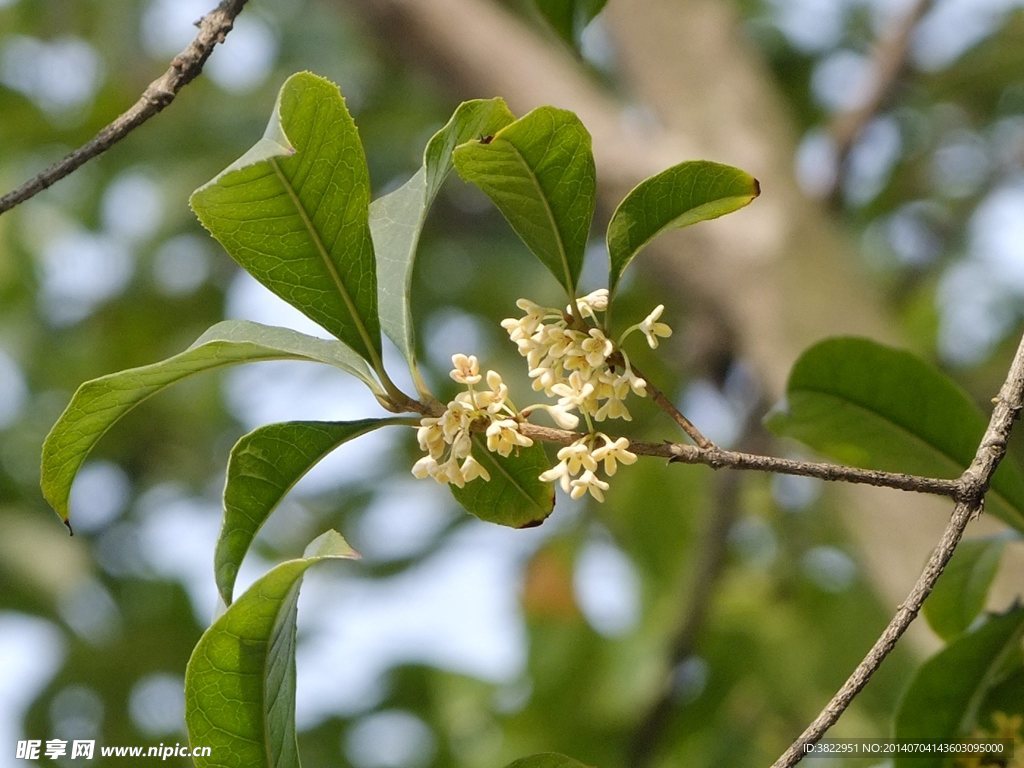 桂花